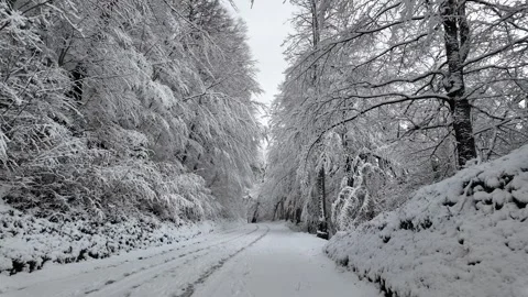 A snowy forest in winter with trees covered in white snow. Stock Footage 312877531