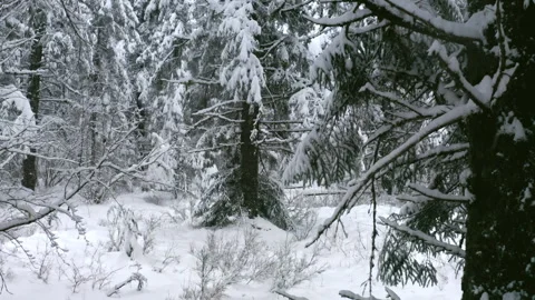 Snowy Forest Wintry Trees Reverse Aerial Stock-Footage 263003002