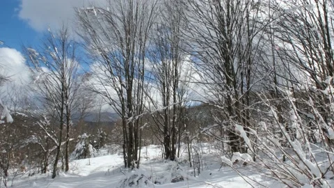 Snowy forest zoom in Stock Footage 168980535