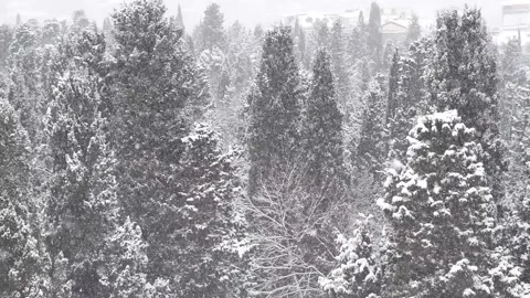 Snowy Forest_2 Video stock 163436965