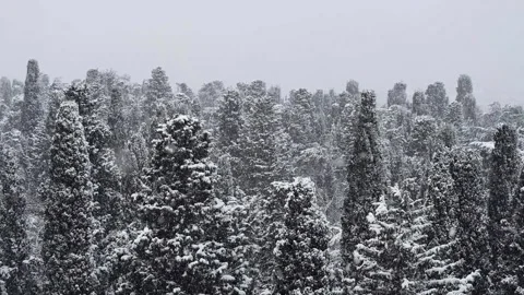 Snowy Forest_3 Video stock 163437005