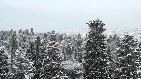 Snowy Forest_4 Video stock 163437279