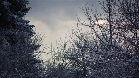 Snowy forrest trees at sunset Stock Footage 83081333