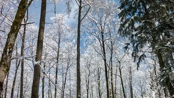 Snowy forrest in winter landscape Stock Footage 85609120