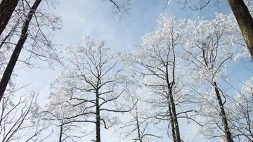 Snowy forrest in winter landscape Stock Footage 85610407