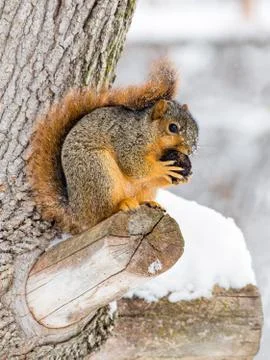Snowy Fox Squirrel Stock Photos
