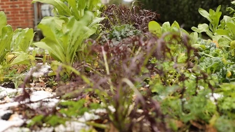 Snowy Garden Row of Ruby Streak Mustard Focus Back to Front Stock Footage 122963885