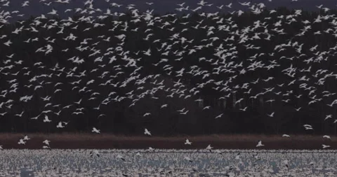 Snowy geese winter migration Stock Footage 221008667