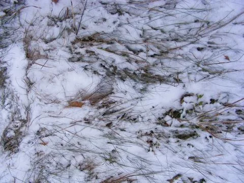 Snowy grass close up of winter surface in russian forest Stock Photos