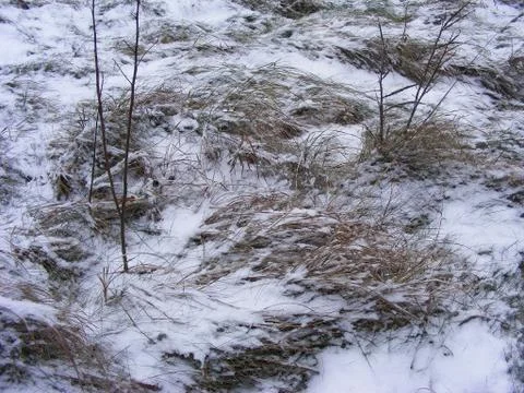 Snowy grass close up of winter surface in forest of Belarus Stock Photos
