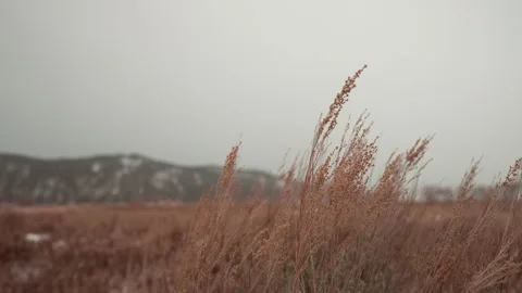 Snowy Grass Stock Footage 240760210