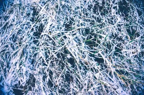 Snowy grass Stock Photos