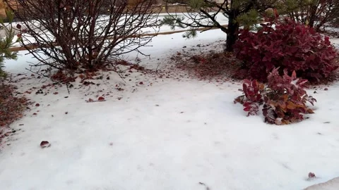 Snowy Ground with Bushes Stock Footage 277664687