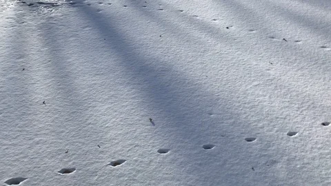 Snowy ground Stock Footage 122051840