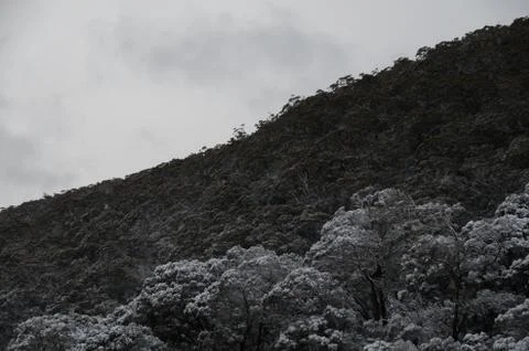 Snowy gumtrees Foto stock