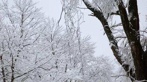 Snowy Hanging Branches Stock Footage