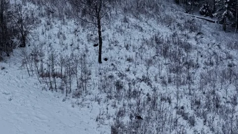 Snowy hillside with bare shrubs and a lone tree, winter landscape texture with Stock Footage 333323720