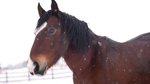 Snowy Horse Stock Footage 301398919
