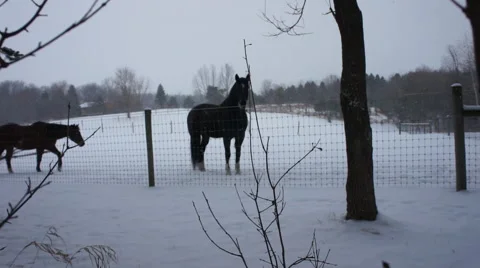 Snowy horses Video stock 50763307