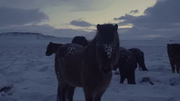 Snowy Horses Stock Footage 85469914