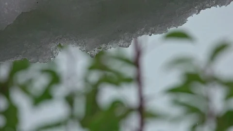 Snowy ice Icicles melting Stock-Footage 98864431