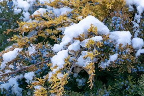 Snowy juniper Stock Photos