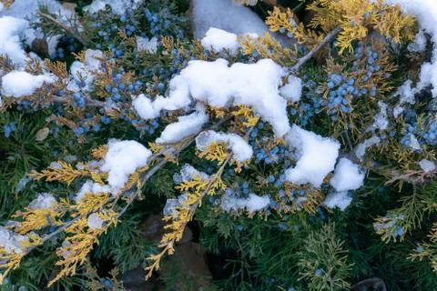 Snowy juniper Foto stock