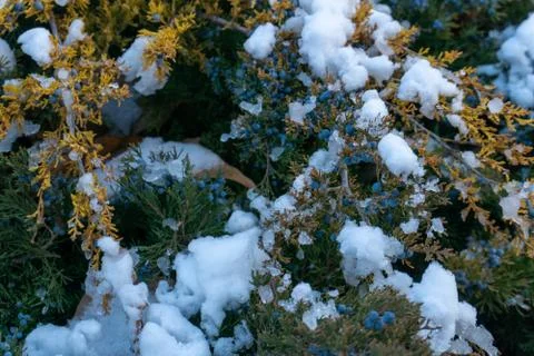 Snowy juniper Stock Photos