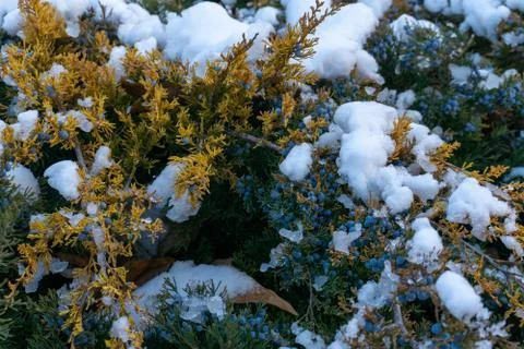 Snowy Juniper Stock Photos