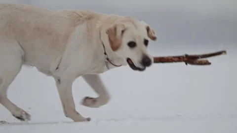 Snowy Labrador playtime, winter fun, Christmas vibes, festive snowy blue bokeh. Stock Footage 295869822