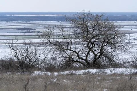 Snowy landscape with bare tree and fields in the distance during winter seaso Stock Photos