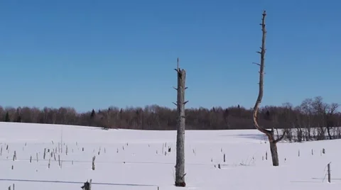 Snowy landscape 스톡 동영상 10823999