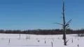 Snowy landscape HD Footage