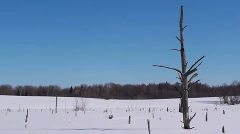 Snowy landscape 스톡 동영상 10824007