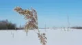 Snowy landscape HD Footage