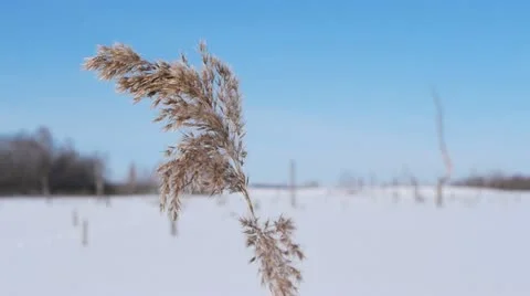 Snowy landscape 스톡 동영상 10827165