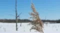 Snowy landscape HD Footage