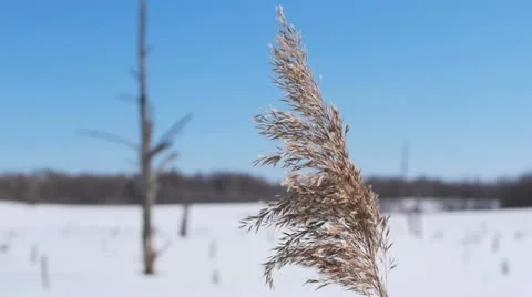 Snowy landscape 스톡 동영상 10827166
