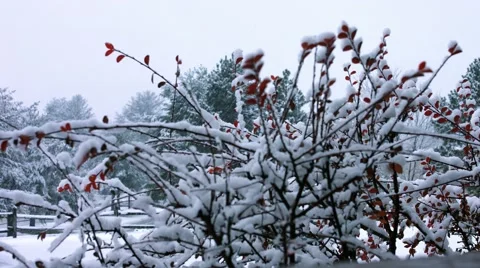 Snowy Landscape Stock Footage 44346048