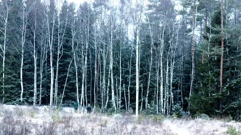 Snowy landscape Stock Footage 99926902