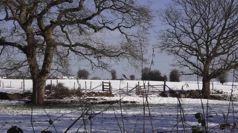 Snowy Landscape Oak Trees Video stock 102389336