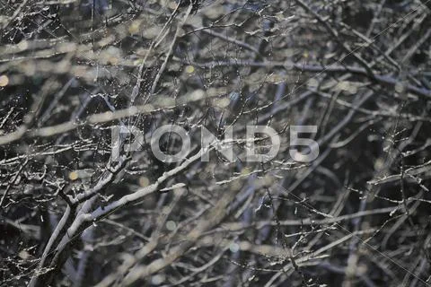 Snowy landscape Stock Photos