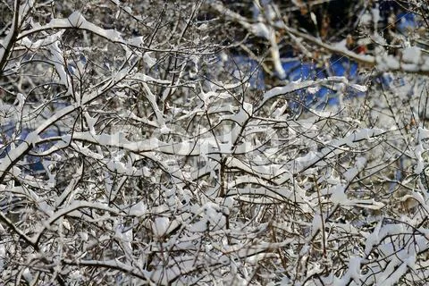 Snowy landscape Stock Photos