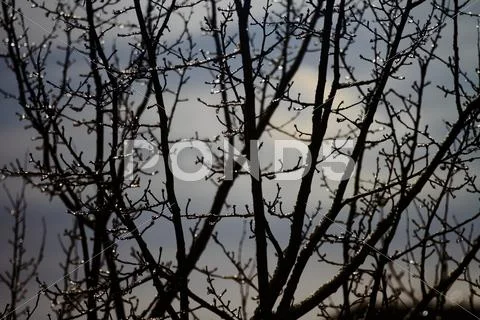 Snowy landscape Stock Photos