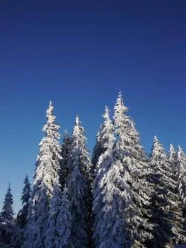 Snowy landscape Stock Photos