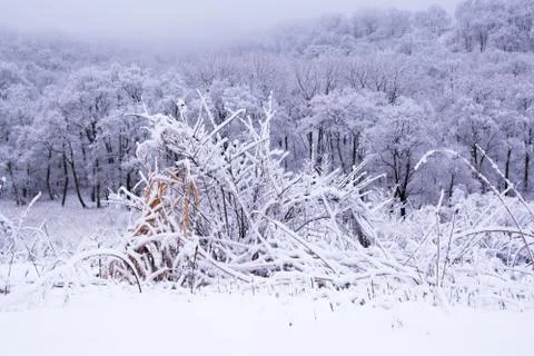Snowy landscape. Stock Photos