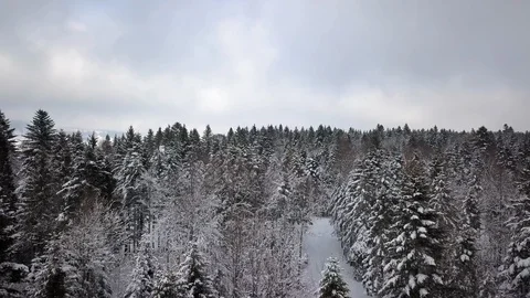 Snowy landscape - pine forest in winter aerial shot on a cloudy day Video stock 97160446