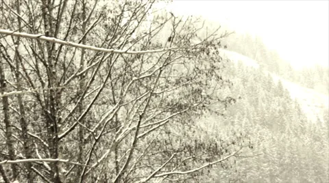 Snowy Landscape Schneelandschaft Tree Stock Footage 1085138