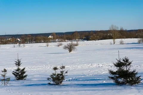 Snowy landscape with small pine trees and blue sky Stock Photos