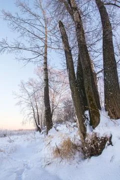 Snowy landscape with trees Stock Photos